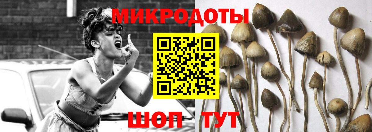 Галлюциногенные грибы Psilocybe Нововоронеж